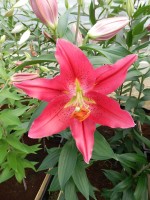 [4263 Pico No02.JPG]